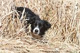 BORDER COLLIE 158
